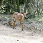 From Johannesburg: 3-Day Budget Tent Kruger Park Safari - Day 1: Sunset Drive and Bush Dinner