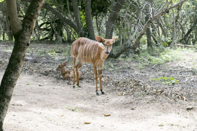 From Johannesburg: 3-Day Budget Tent Kruger Park Safari - Day 1: Sunset Drive and Bush Dinner