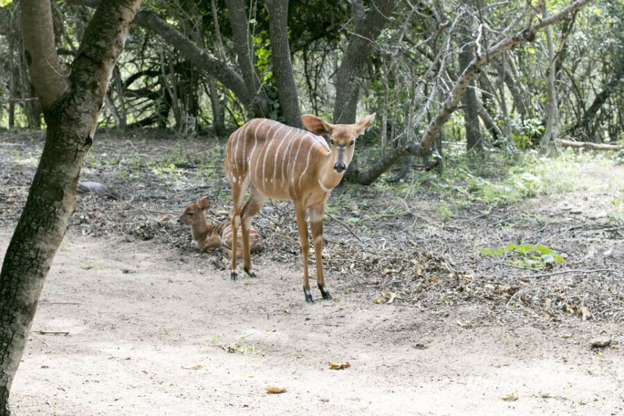 From Johannesburg: 3-Day Budget Tent Kruger Park Safari - Day 1: Sunset Drive and Bush Dinner