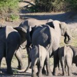 From Johannesburg: 6-Days luxury Kruger Park Safari - Experience Overview