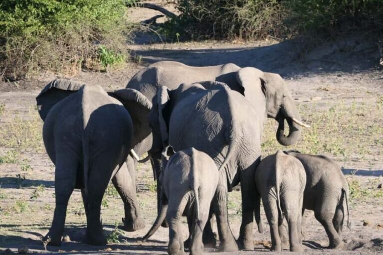 From Johannesburg: 6-Days luxury Kruger Park Safari - Experience Overview
