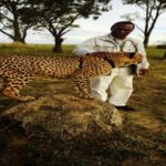 From Johannesburg: A.V.D Cheetah Centre Half Day Tour - The Educational Angle and Conservation Focus