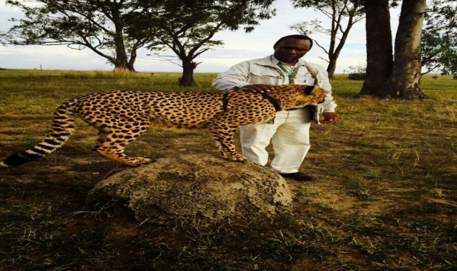 From Johannesburg: A.V.D Cheetah Centre Half Day Tour - The Educational Angle and Conservation Focus