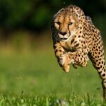 From Johannesburg: Cheetah Tour - The Sum Up
