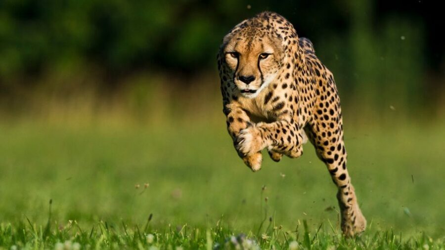 From Johannesburg: Cheetah Tour - The Sum Up