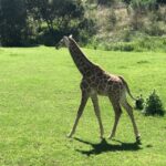 From Johannesburg: Cradle of Humankind and Lion Safari - Practical Insights and Value
