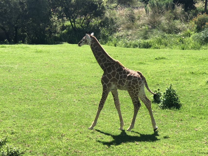From Johannesburg: Cradle of Humankind and Lion Safari - Practical Insights and Value