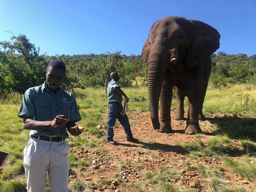 From Johannesburg: Elephant and Monkey Sanctuary Day Trip - Who Should Consider This Tour?