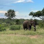 From Johannesburg : Kruger National Park 2 Day BIG 5 Safari - Exploring the Itinerary in Detail