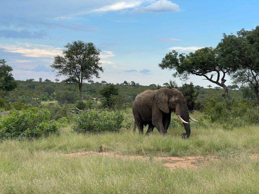 From Johannesburg : Kruger National Park 2 Day BIG 5 Safari - Exploring the Itinerary in Detail