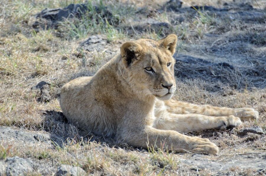 From Johannesburg: Lion & Safari Park Half-Day Tour - The Itinerary Breakdown