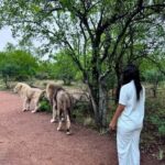 From Johannesburg: Majestic Lion Walk Experience - The Itinerary Breakdown
