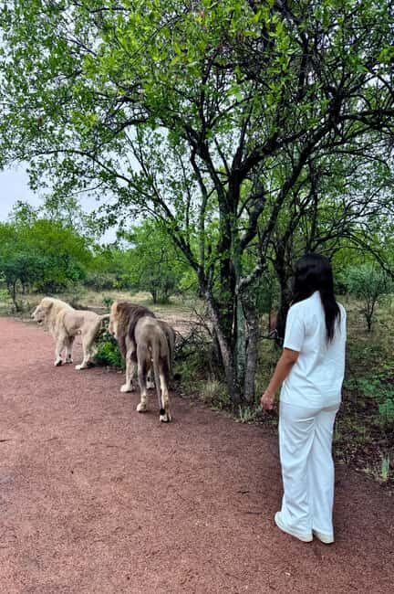 From Johannesburg: Majestic Lion Walk Experience - The Itinerary Breakdown