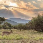 From Johannesburg: Pilanesberg National Park Safari - The Quality of the Guides and Service