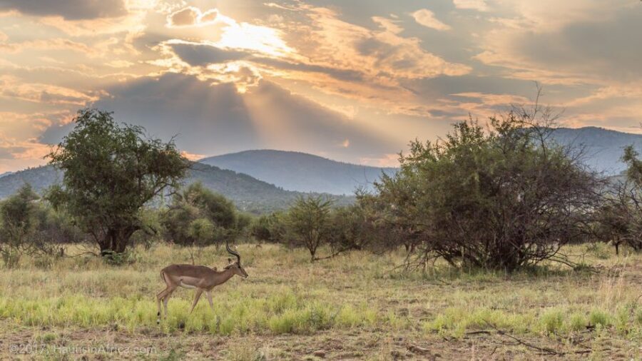 From Johannesburg: Pilanesberg National Park Safari - The Quality of the Guides and Service