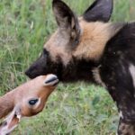 From Johannesburg: Pilanesberg Nature Reserve Game Safari - The Value of the Experience