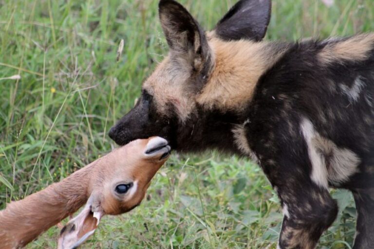 From Johannesburg: Pilanesberg Nature Reserve Game Safari - The Value of the Experience