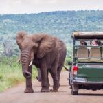 From Johannesburg: Pilanesberg Wildlife Safari - The Value of This Safari