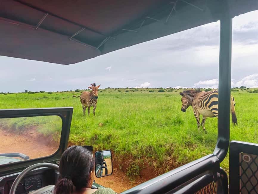 From Johannesburg: Rhino & Lion Safari and Wonder Cave Tour - Key Points