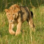 From Kampala: 2-Day Murchison Falls National Park Safari - Practical Details and Value