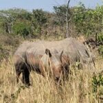 From Kampala: 2-Day Murchison Falls National Park Vacation - Transportation and Logistics