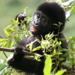 From Kampala: 3-Day Gorilla Trekking Safari to Bwindi - Assessing the Value: Is This Tour Worth It?