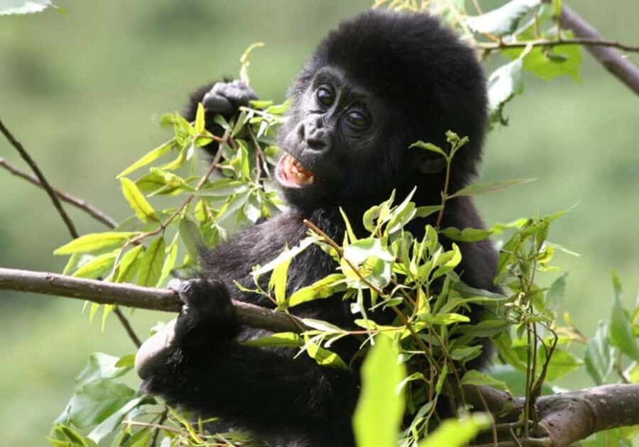 From Kampala: 3-Day Gorilla Trekking Safari to Bwindi - Assessing the Value: Is This Tour Worth It?