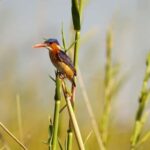 From Kampala: 3-Day Murchison Falls Luxury Wildlife Safari - What’s Included and What to Budget for