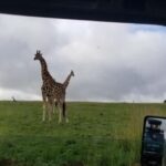 From Kampala: 3-Day Murchison Falls Safari with Rhino Trek - What’s Included and What to Consider