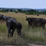 From Kampala: 3-Day Queen Elizabeth National Park Safari - What’s Included & What’s Not