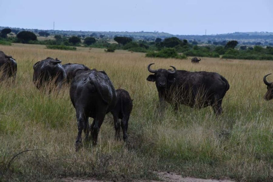 From Kampala: 3-Day Queen Elizabeth National Park Safari - What’s Included & What’s Not
