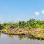 From Kampala: Mabamba Swamp Birding Half-Day Tour - Exploring the Mabamba Swamp Tour: What to Expect