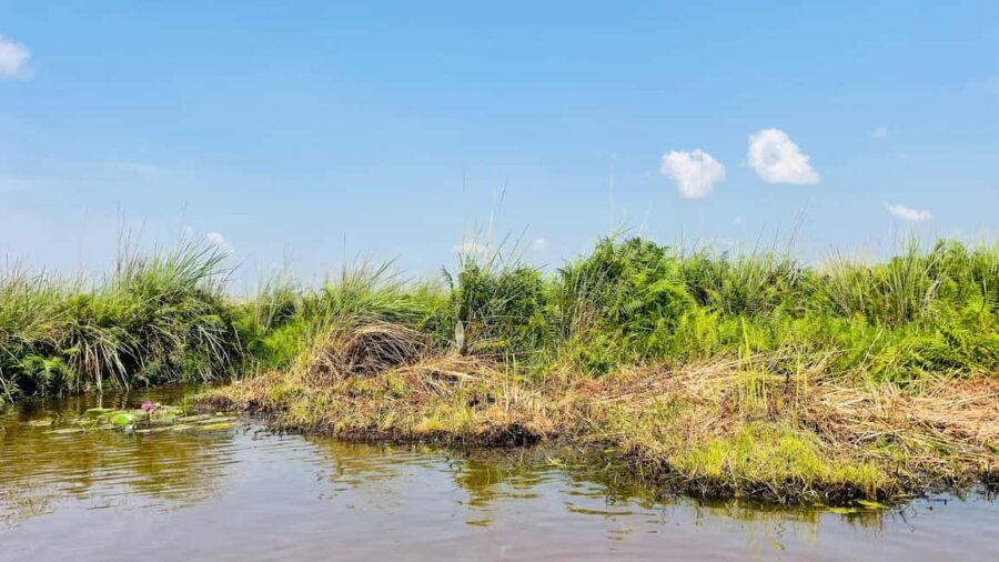 From Kampala: Mabamba Swamp Birding Half-Day Tour - Exploring the Mabamba Swamp Tour: What to Expect