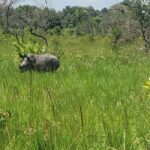 From Kampala: Ziwa Rhino Sanctuary Day Tour with Lunch - What Sets This Tour Apart?