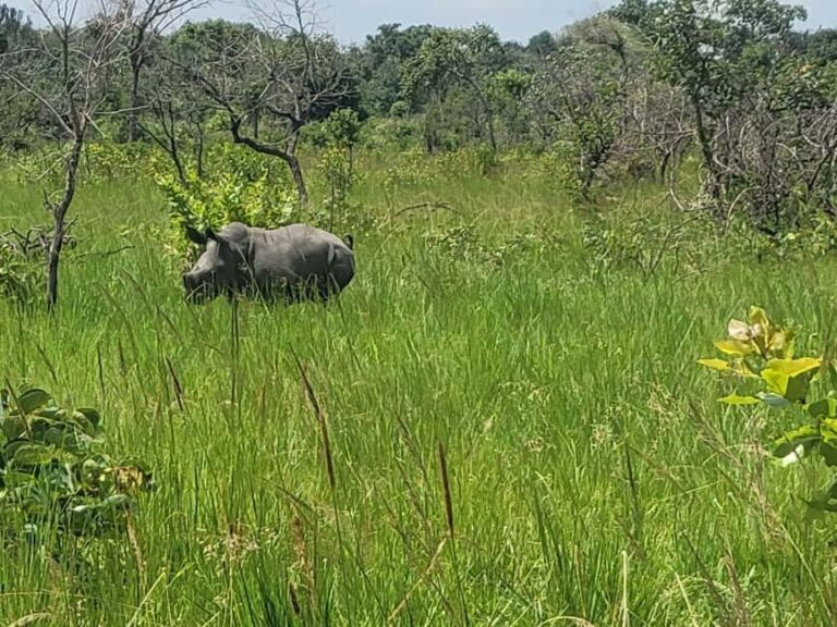 From Kampala: Ziwa Rhino Sanctuary Day Tour with Lunch - What Sets This Tour Apart?