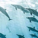 From Kendwa/Nungwi: Mnemba Dolphins with Snorkel Tour - The Experience: Authentic, Fun, and Well-Organized