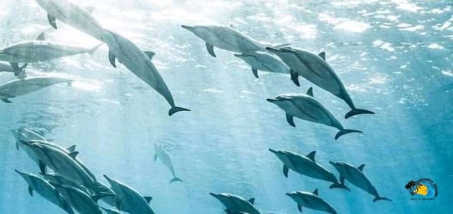 From Kendwa/Nungwi: Mnemba Dolphins with Snorkel Tour - The Experience: Authentic, Fun, and Well-Organized