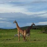 From Kigali: 1 Day All inclusive Akagera Safari - What Is Included and What to Consider
