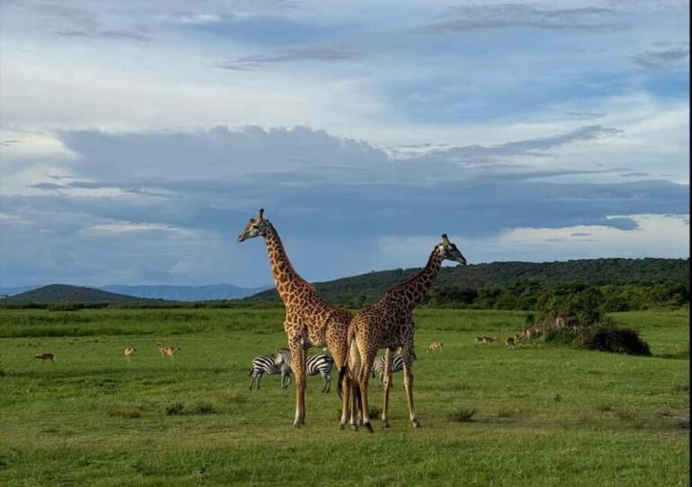 From Kigali: 1 Day All inclusive Akagera Safari - What Is Included and What to Consider