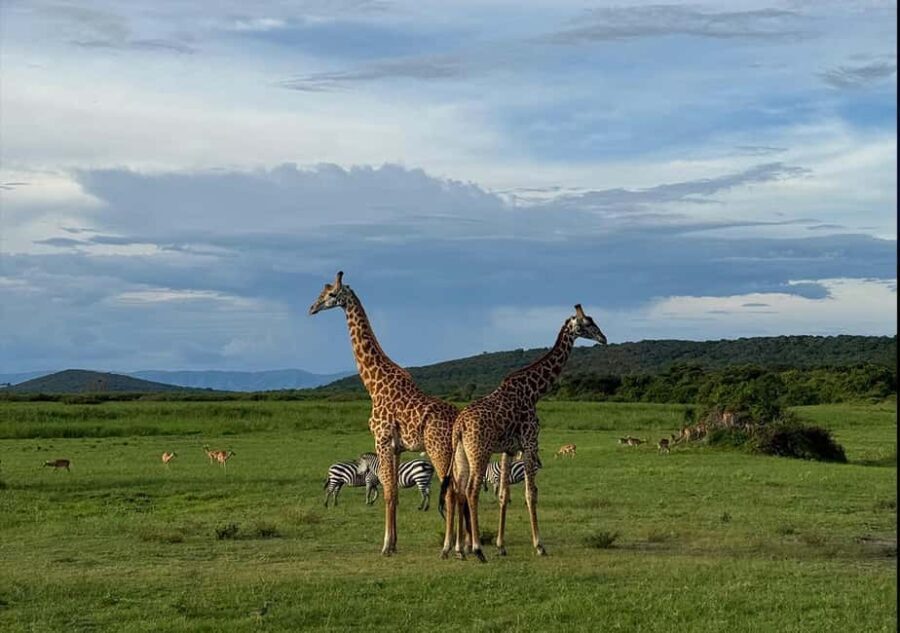 From Kigali: 1 Day All inclusive Akagera Safari - What Is Included and What to Consider