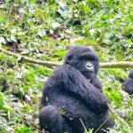 From Kigali: 1-Day Gorilla Trekking Rwanda Tour - Who Is This Tour Best For?