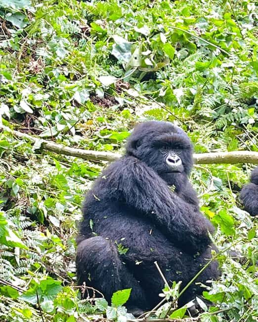 From Kigali: 1-Day Gorilla Trekking Rwanda Tour - Who Is This Tour Best For?