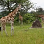 From Kigali: 2-Day Akagera National Park Safari - Who Should Consider This Tour?