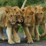 From Kigali: 2-Day Akagera National Park Safari with Boat - Additional Practical Tips for Your Trip