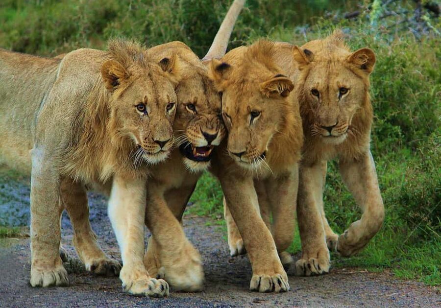 From Kigali: 2-Day Akagera National Park Safari with Boat - Additional Practical Tips for Your Trip