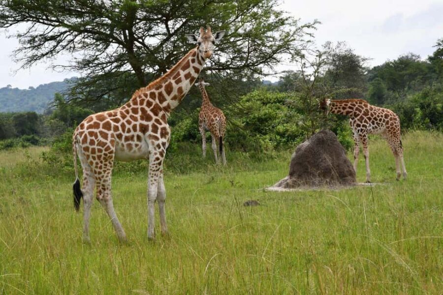 From Kigali: 2-Day Akagera National Park Safari - Who Should Consider This Tour?