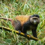 From Kigali: 2-Day Gorilla and Golden Monkey Trekking Tour - An In-Depth Look at the 2-Day Gorilla and Golden Monkey Trekking Tour