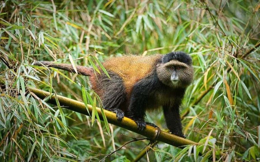 From Kigali: 2-Day Gorilla and Golden Monkey Trekking Tour - An In-Depth Look at the 2-Day Gorilla and Golden Monkey Trekking Tour