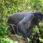 From Kigali: 2-Day Gorilla Trek in Bwindi - Who is This Tour Best For?