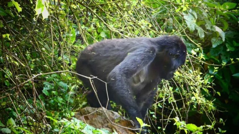 From Kigali: 2-Day Gorilla Trek in Bwindi - Who is This Tour Best For?